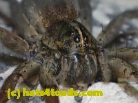 /home//u458753944/public_html/sourcegallery////////////////Insects and small critters/spiders and kin (Arachnida)/P4280736.JPG